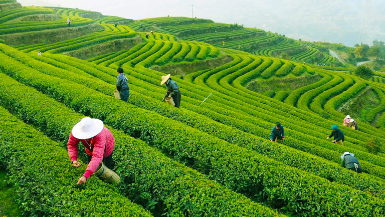 Longjing Tea Plantations - Hangzhou - chinatoruktour